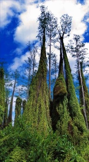 Climbing Fern, Trees, Florida, Nature, tree, nature thumbnail