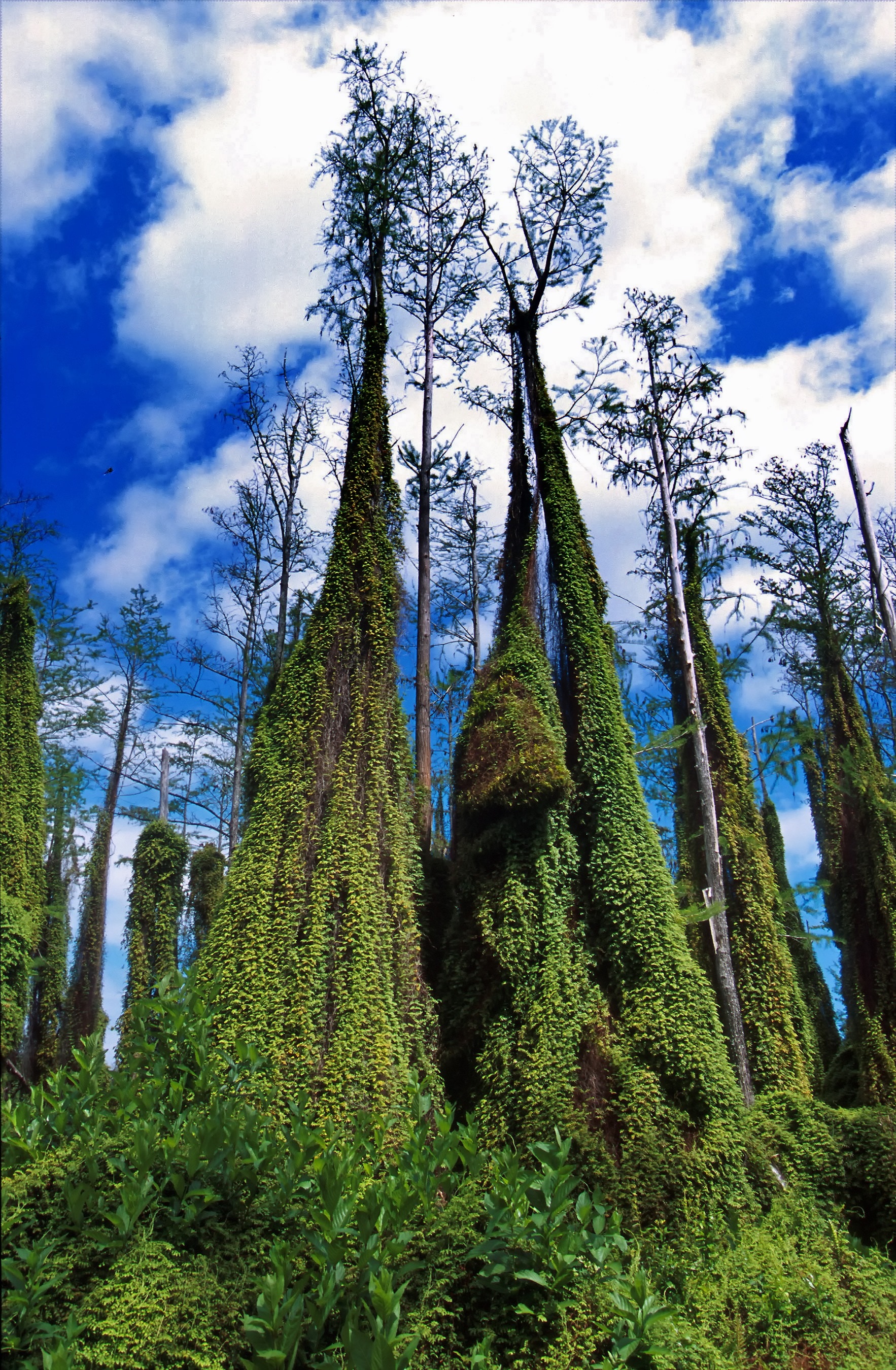 Climbing Fern, Trees, Florida, Nature, tree, nature