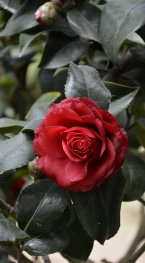 red rose with green leaves thumbnail