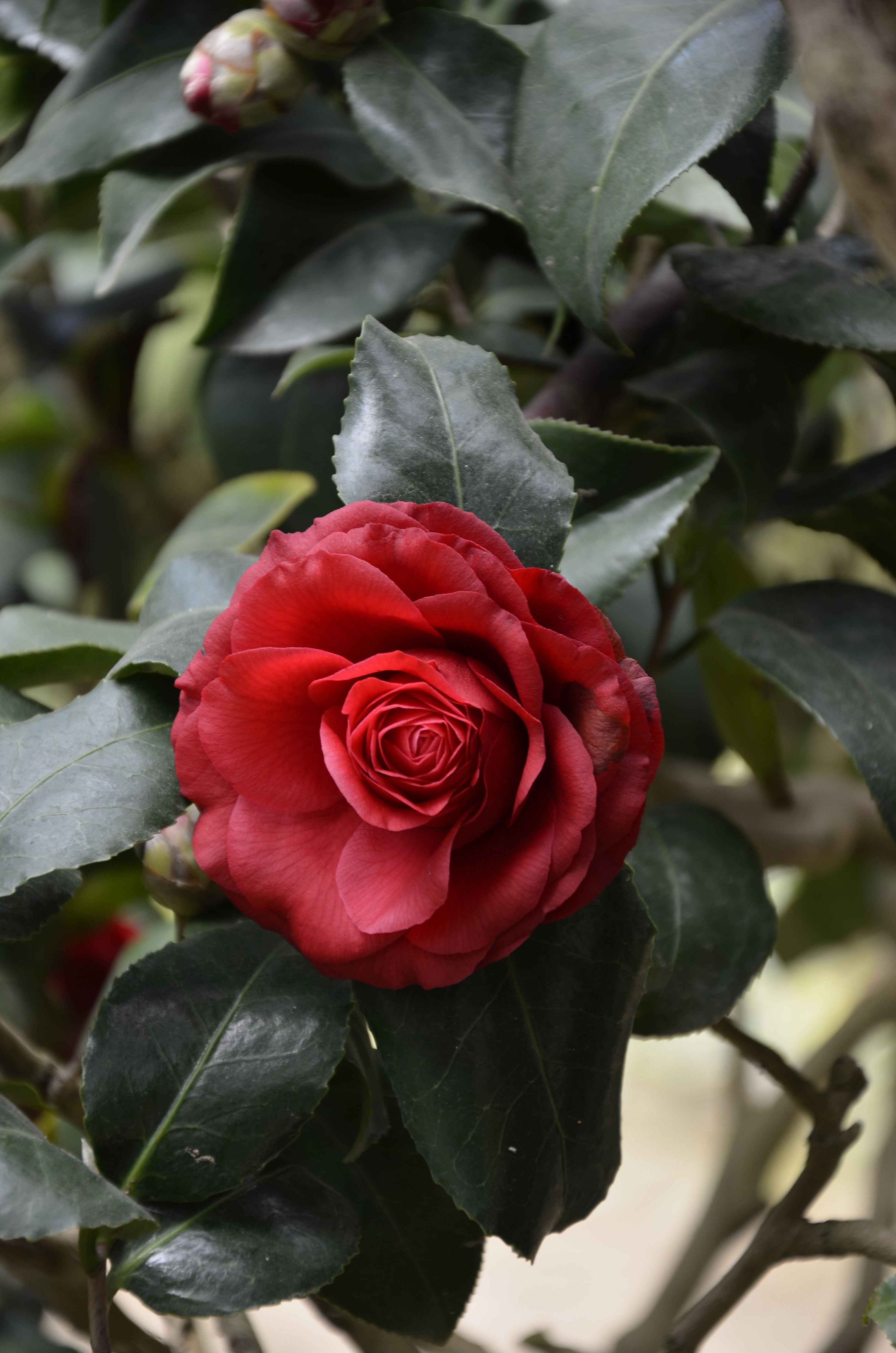 red rose with green leaves