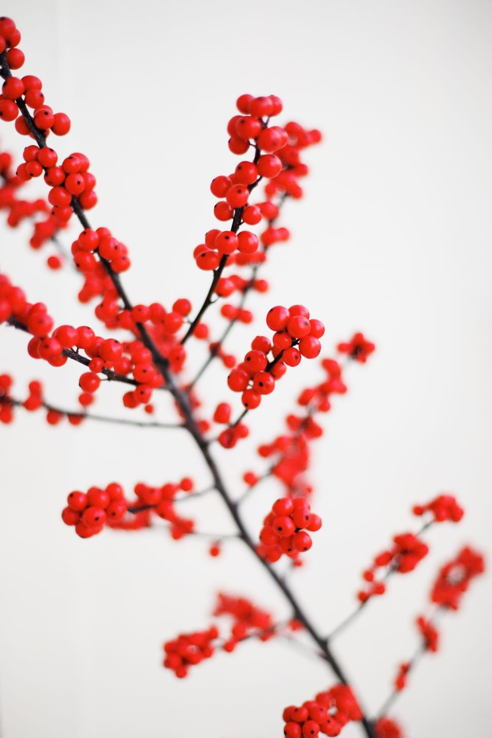 black tree branch with red round fruits preview
