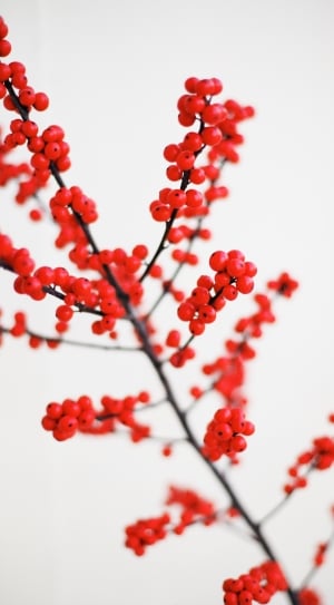 black tree branch with red round fruits thumbnail