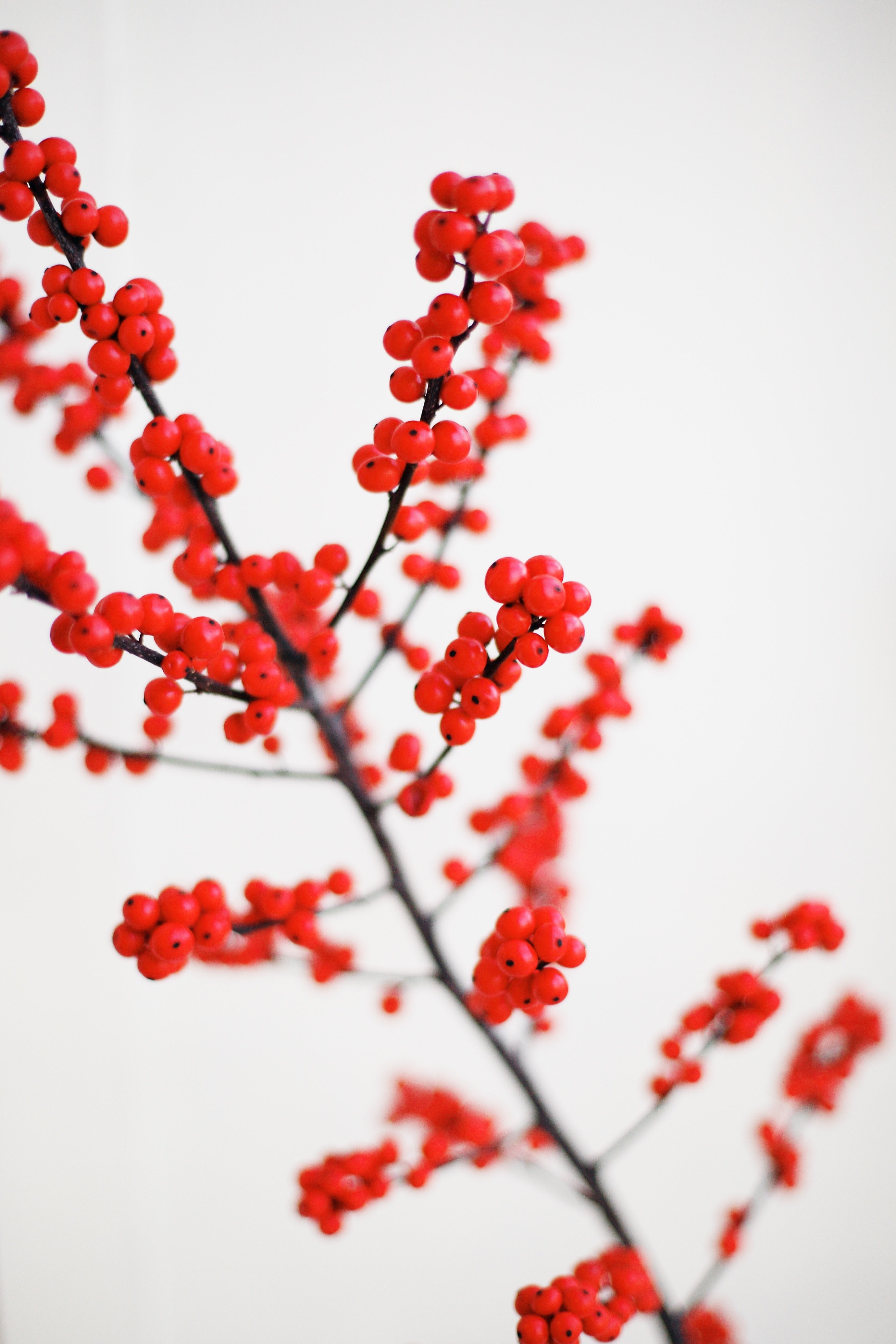 black tree branch with red round fruits