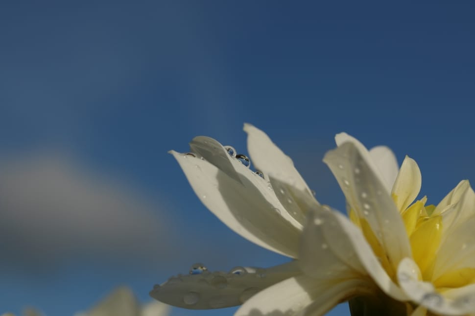 white and yellow petaled flower in bloom close-up photo preview