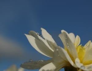 white and yellow petaled flower in bloom close-up photo thumbnail