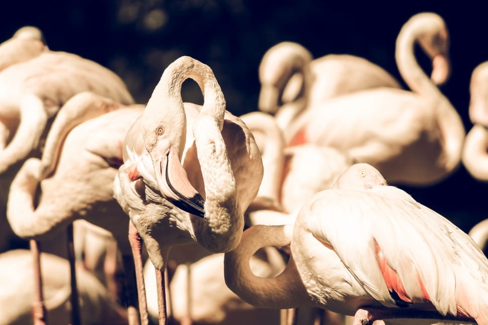 white flamingos preview