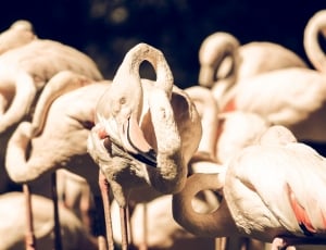 white flamingos thumbnail