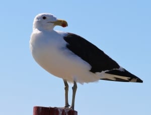white and black seagull thumbnail