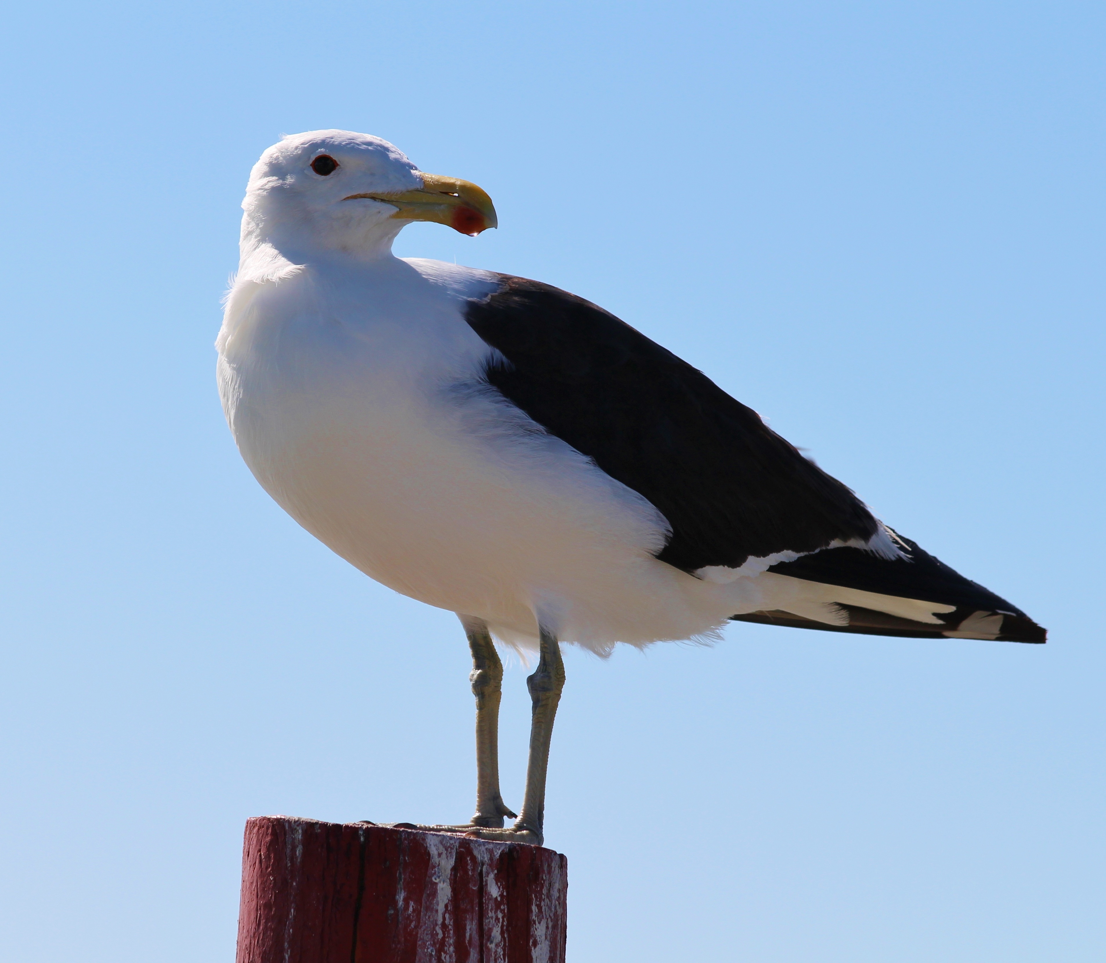 white and black seagull