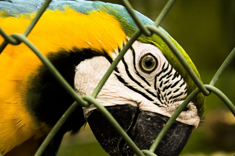 Color, Parrot, Cage, Natural, Ave, one animal, animal head preview