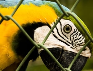 Color, Parrot, Cage, Natural, Ave, one animal, animal head thumbnail