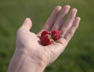 3 raspberry fruit thumbnail