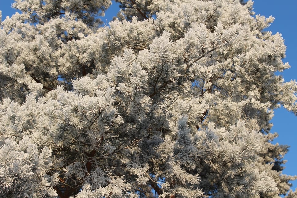 Forest, Landscape, Frost, Trees, Cold, tree, flower preview