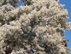 Forest, Landscape, Frost, Trees, Cold, tree, flower thumbnail