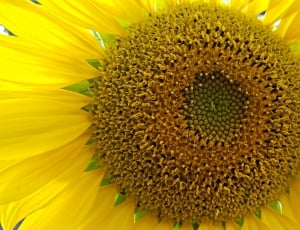 yellow sunflower ] thumbnail