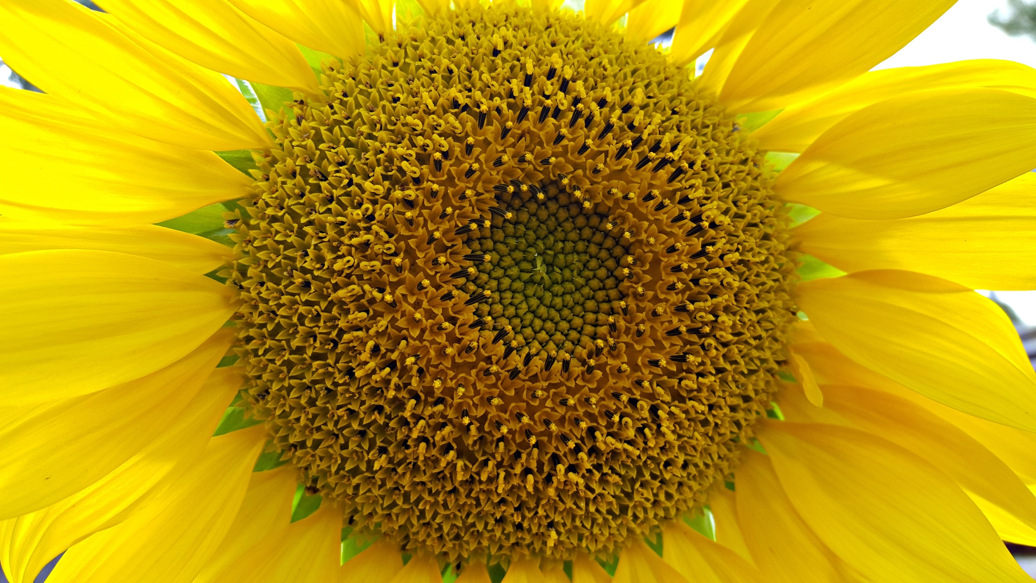 yellow sunflower ]