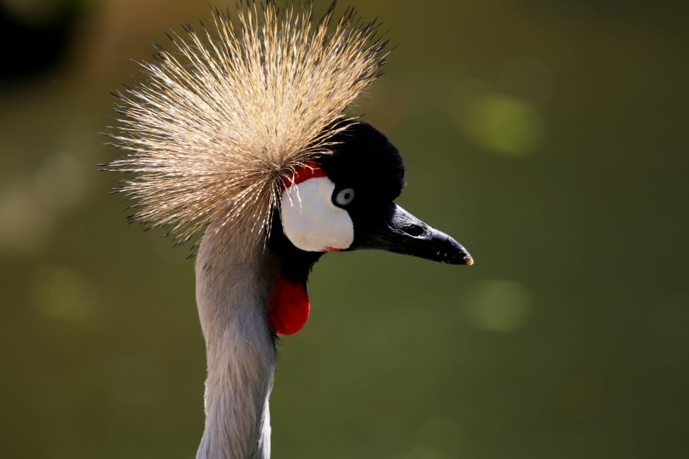 grey-crowned crane preview
