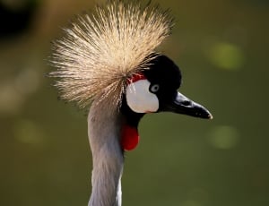 grey-crowned crane thumbnail