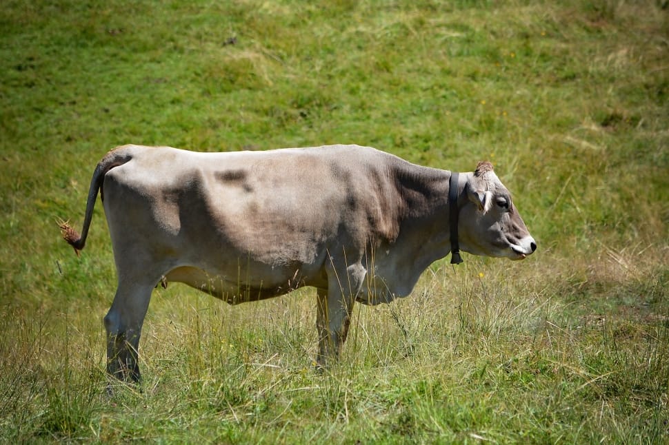 gray and brown cow preview