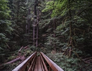 brown wooden bridge in between trees during daytime thumbnail