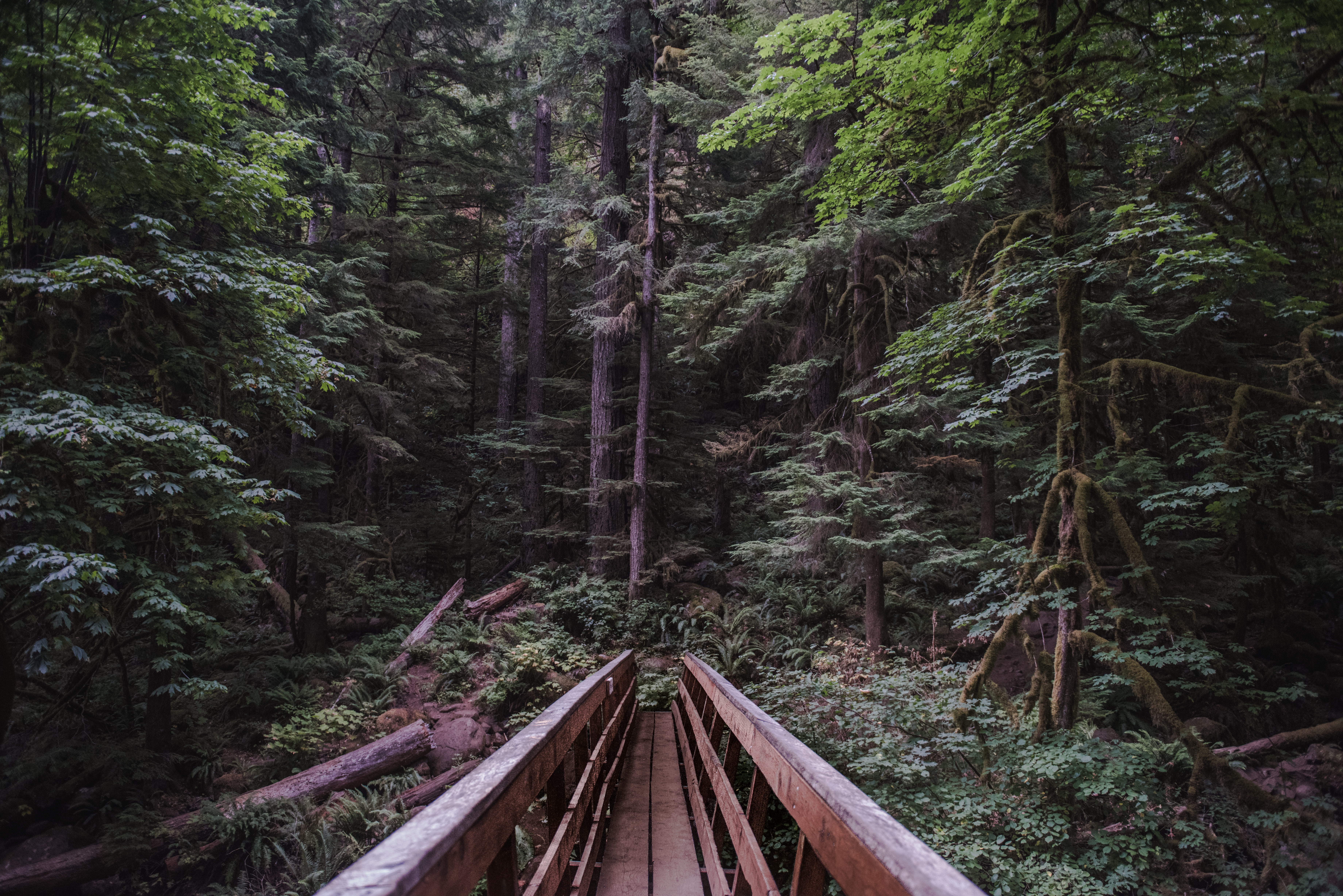 brown wooden bridge in between trees during daytime