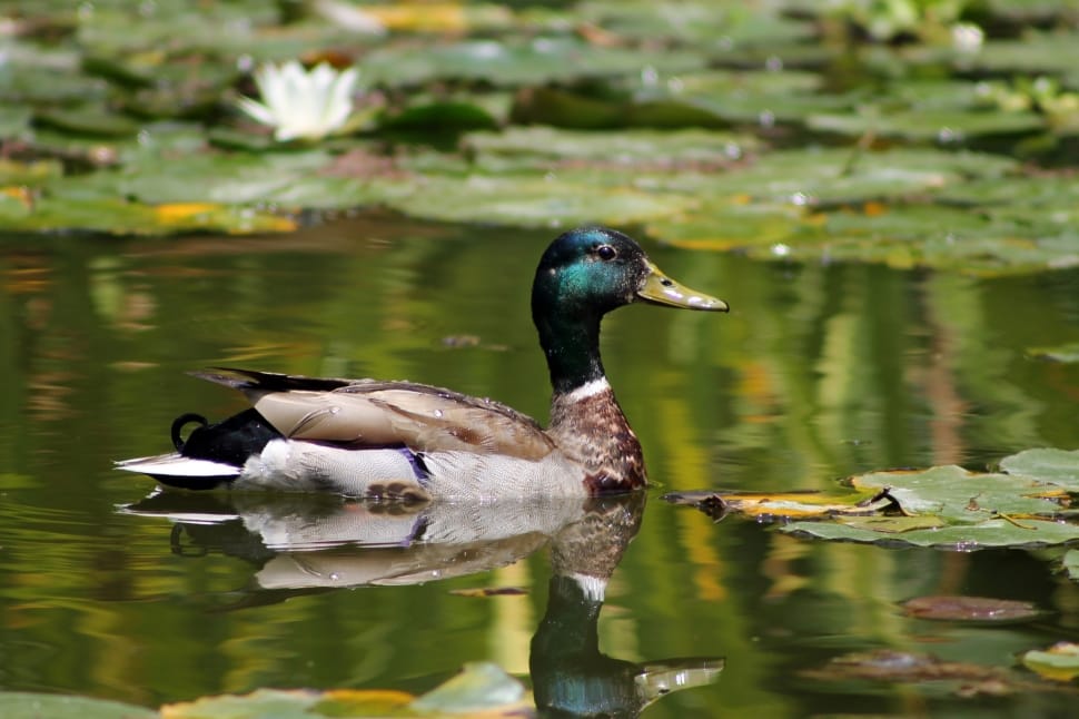male mallard duck on body of water during daytime preview