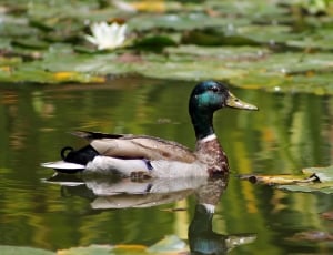 male mallard duck on body of water during daytime thumbnail
