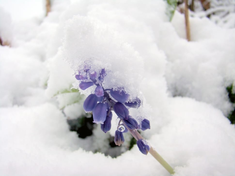Frozen, Winter, Flower, Snow, Cold, flower, purple preview