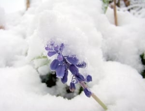Frozen, Winter, Flower, Snow, Cold, flower, purple thumbnail