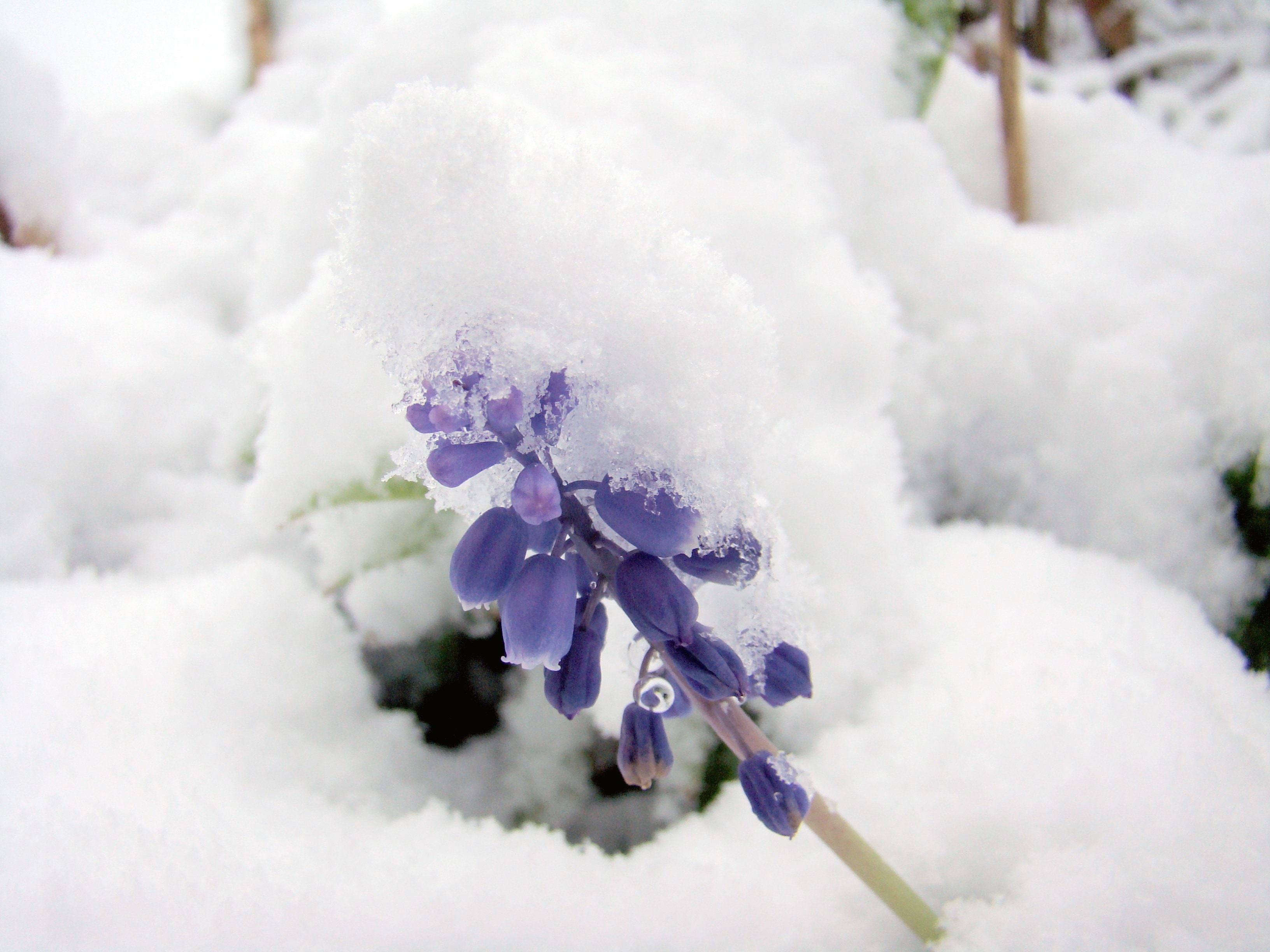 Frozen, Winter, Flower, Snow, Cold, flower, purple