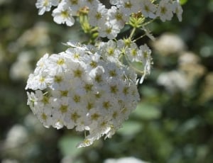 white multi petaled cluster flowers thumbnail