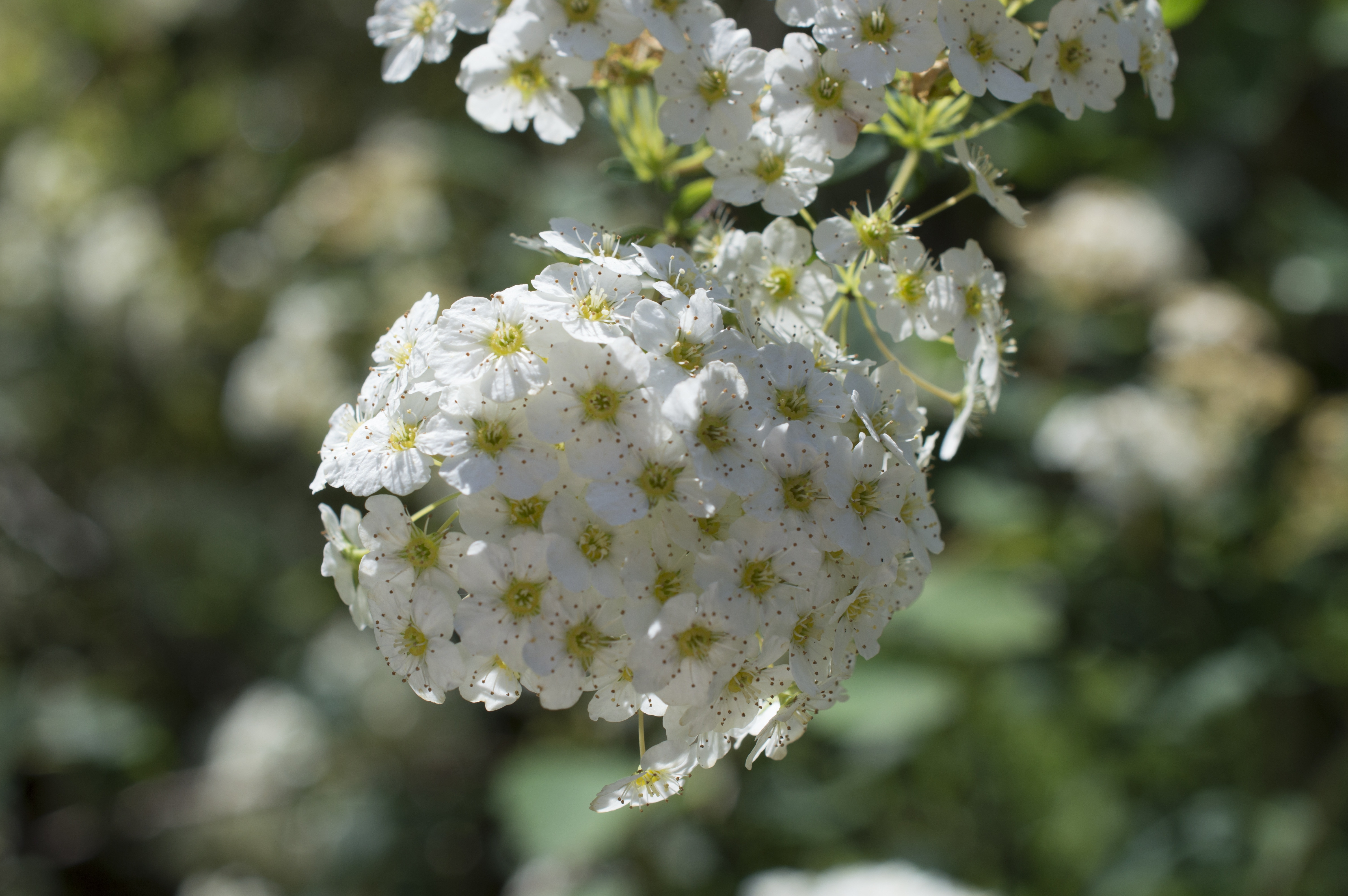 white multi petaled cluster flowers