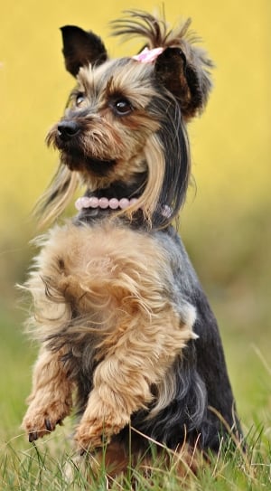 black and tan Yorkshire terrier  with hair clip and pearl necklace thumbnail