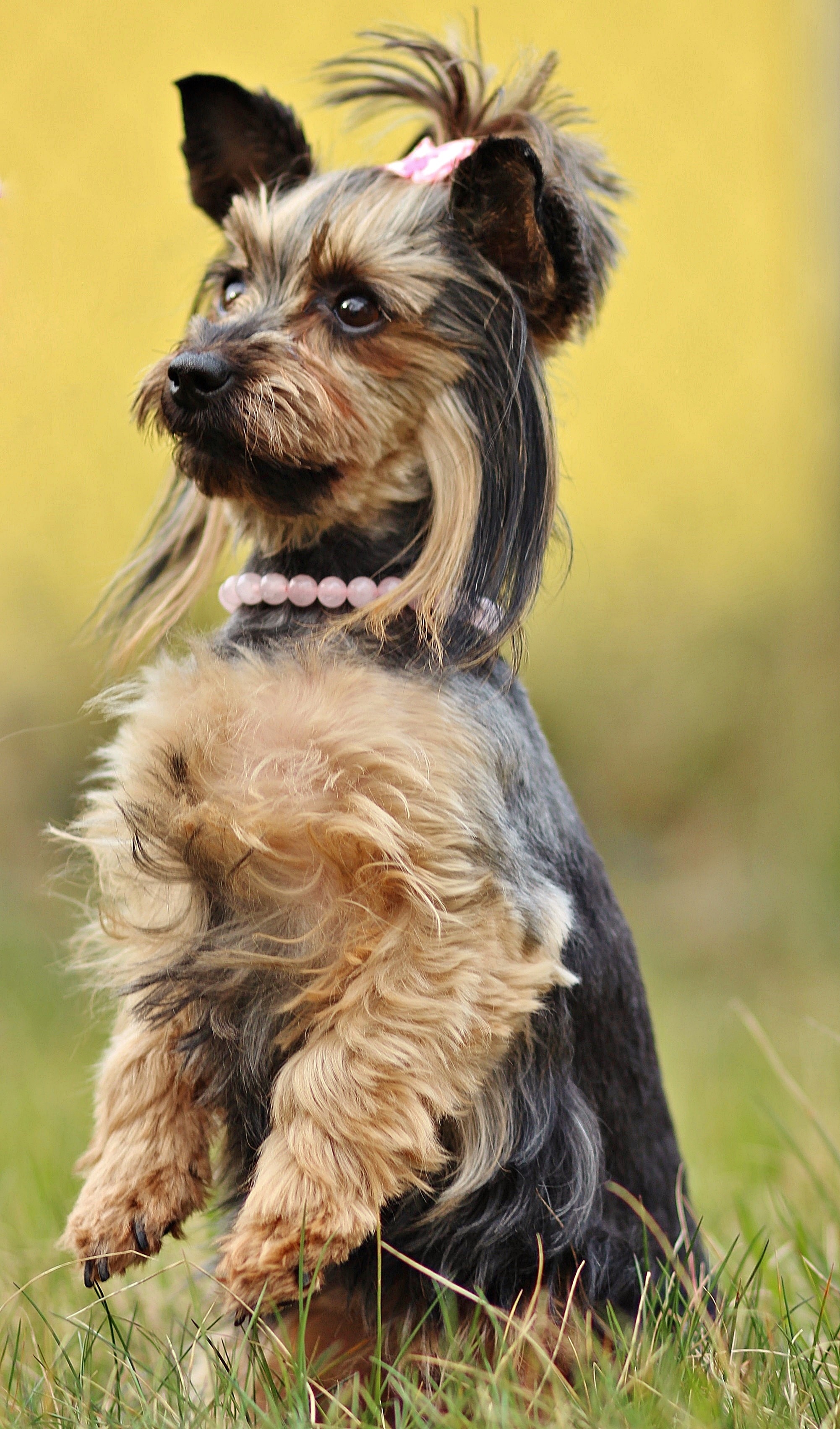 black and tan Yorkshire terrier  with hair clip and pearl necklace