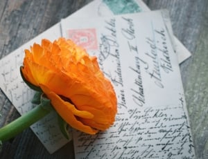 yellow petal flower and 2 postcards thumbnail