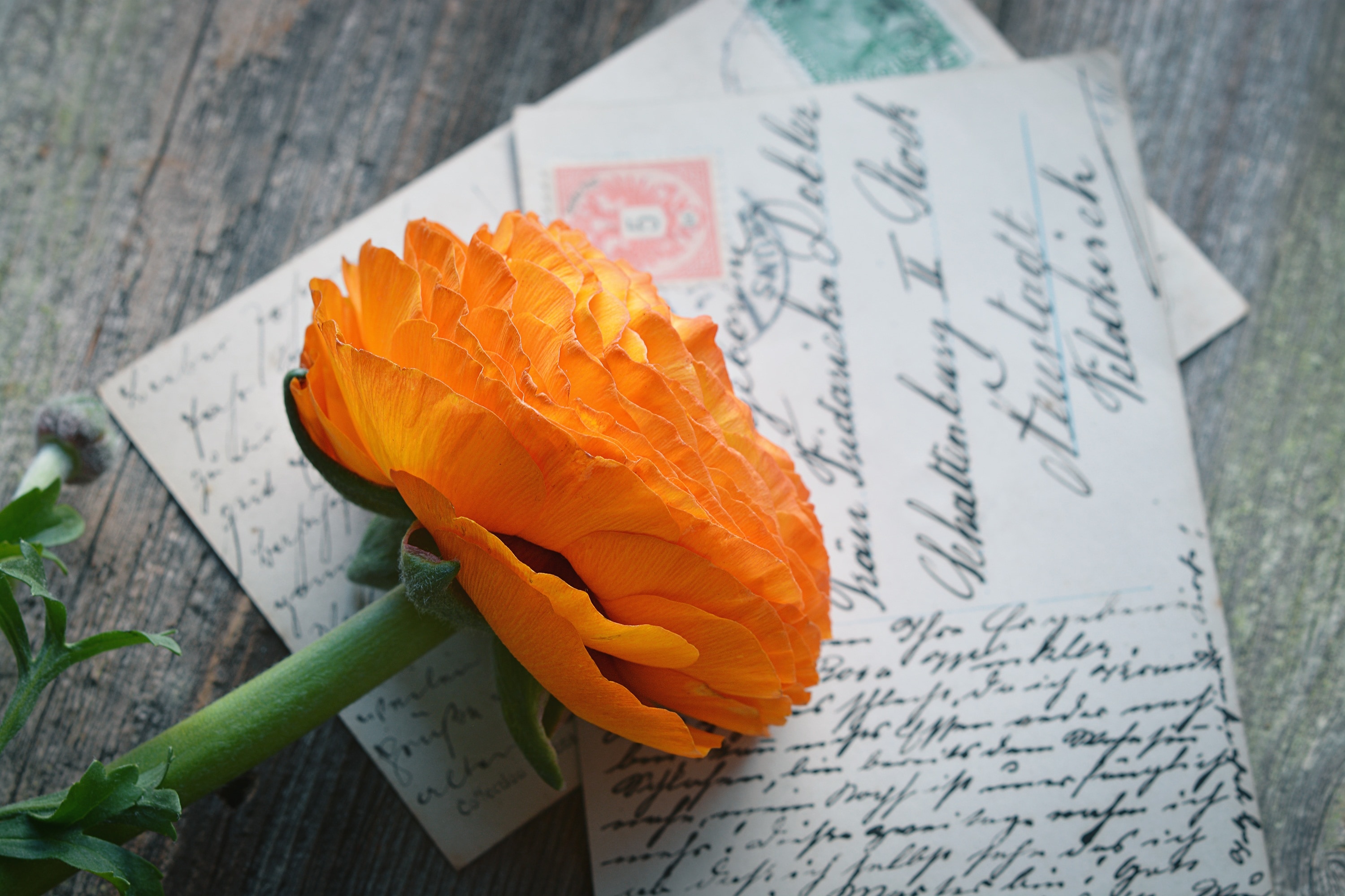 yellow petal flower and 2 postcards