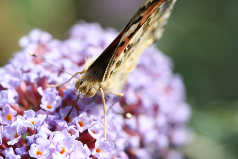 shallow focus photography of black and beige butterfly preview