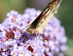 shallow focus photography of black and beige butterfly thumbnail