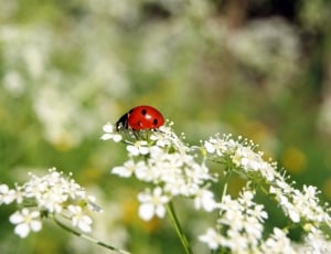 ladybug beetle thumbnail