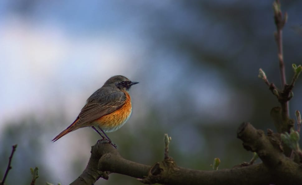 gray and orange sparrow perched on tree preview