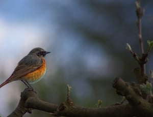 gray and orange sparrow perched on tree thumbnail