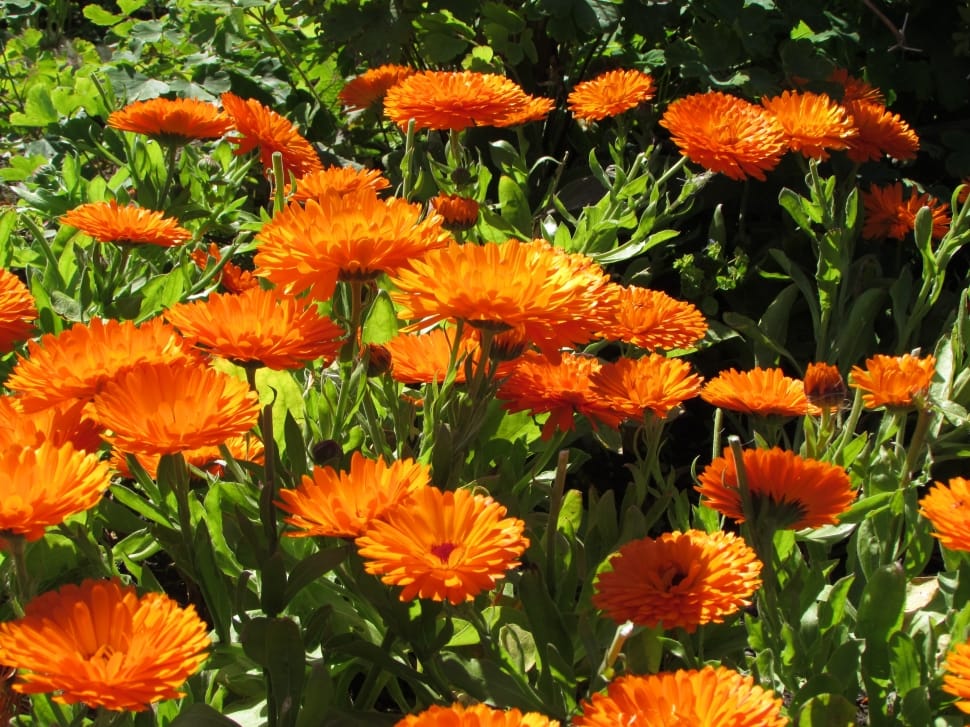 orange petal flower field at daytime preview