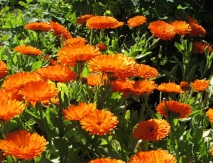 orange petal flower field at daytime thumbnail