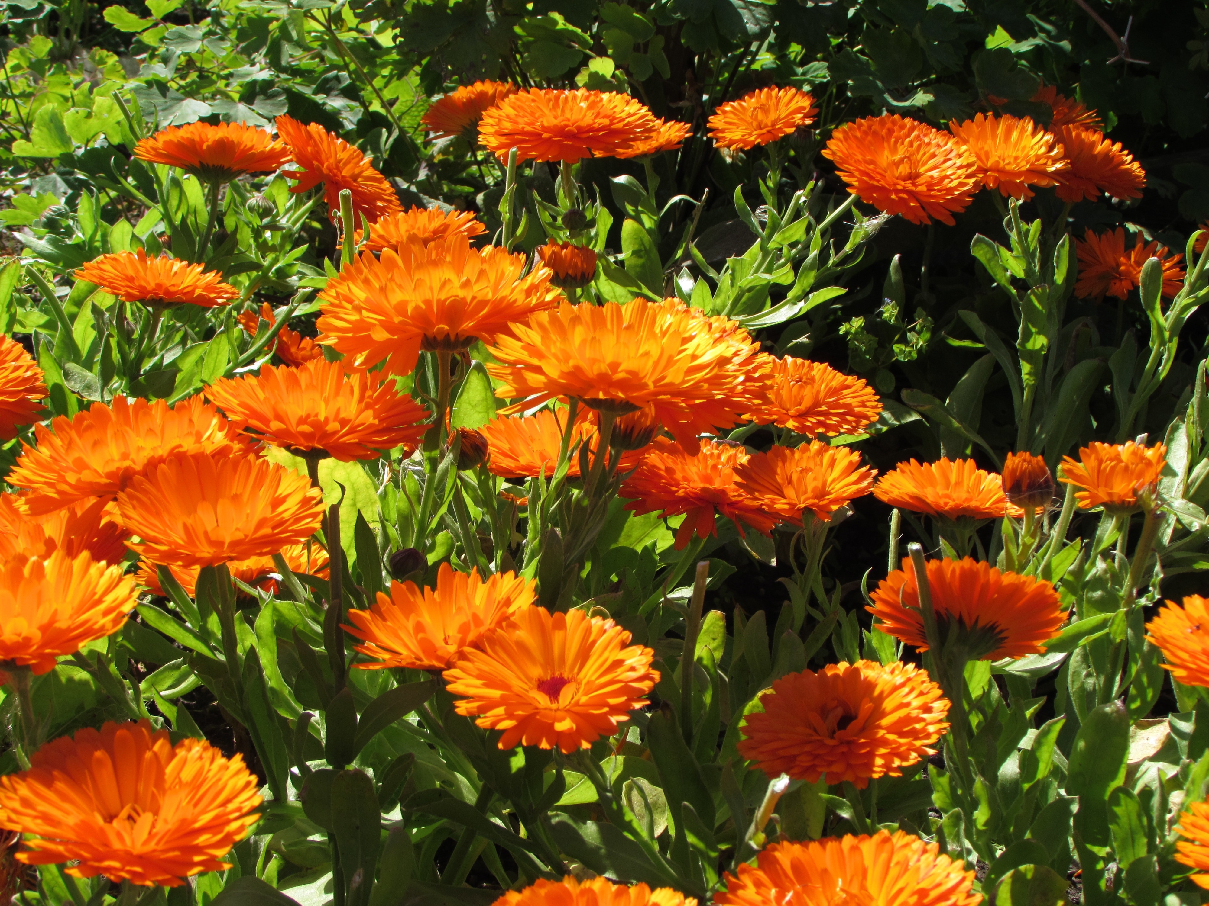 orange petal flower field at daytime