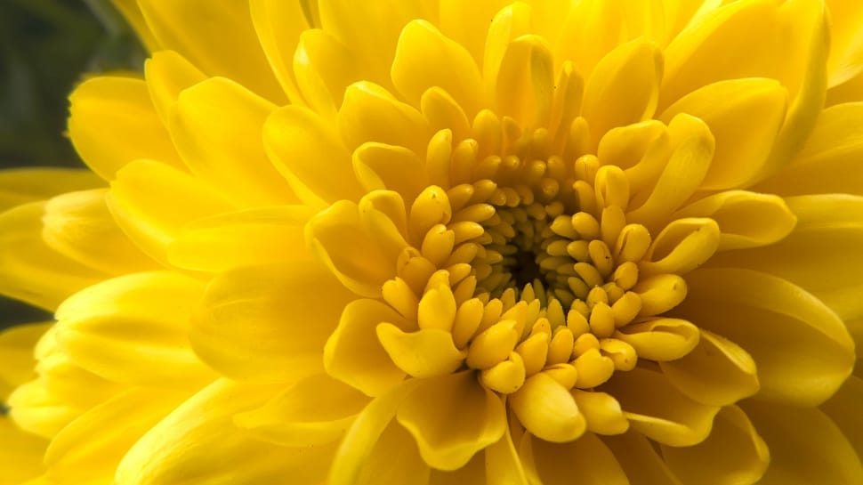 Yellow Chrysanthemum preview