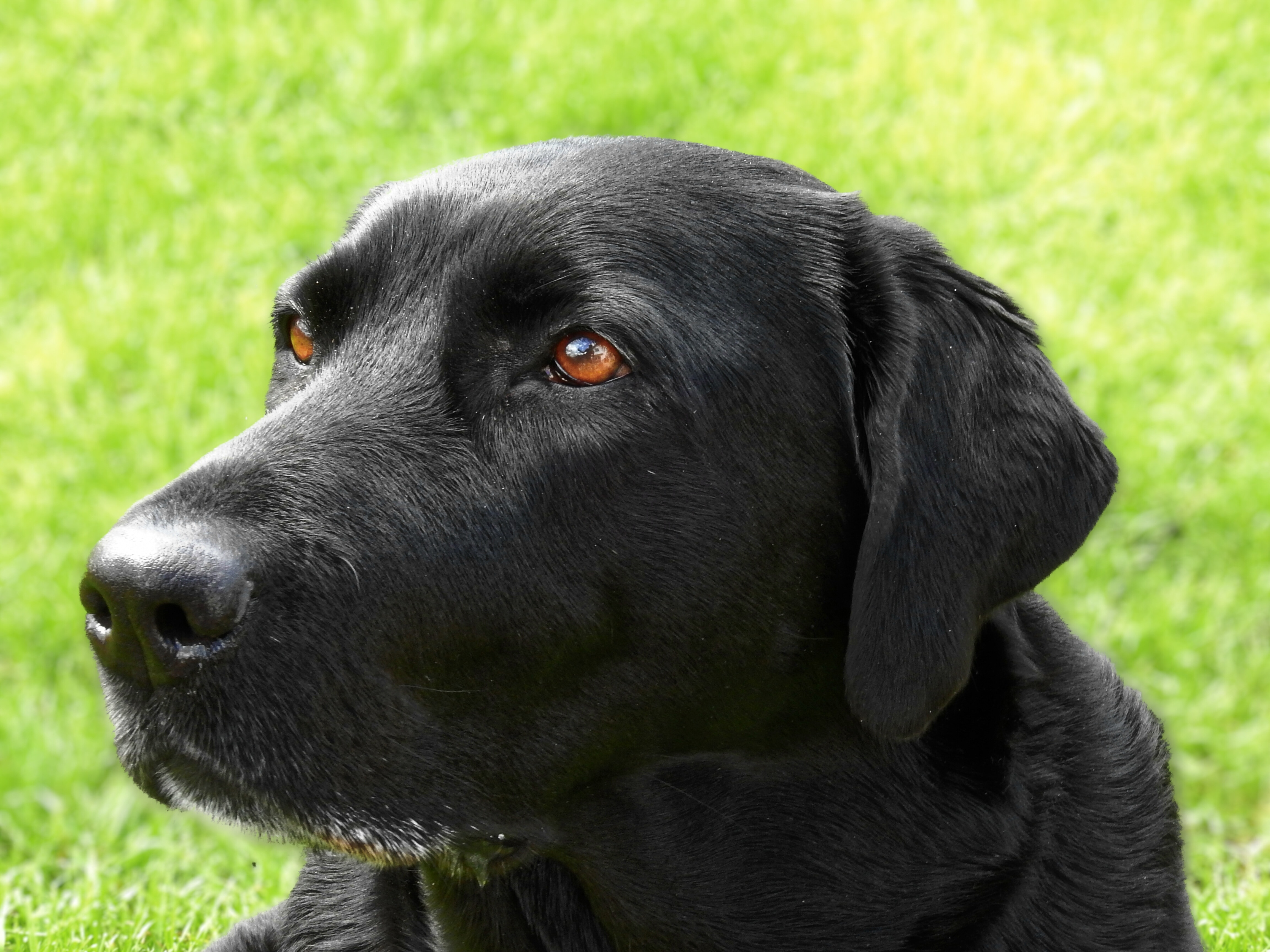 closeup photo of black Labrador Retriever