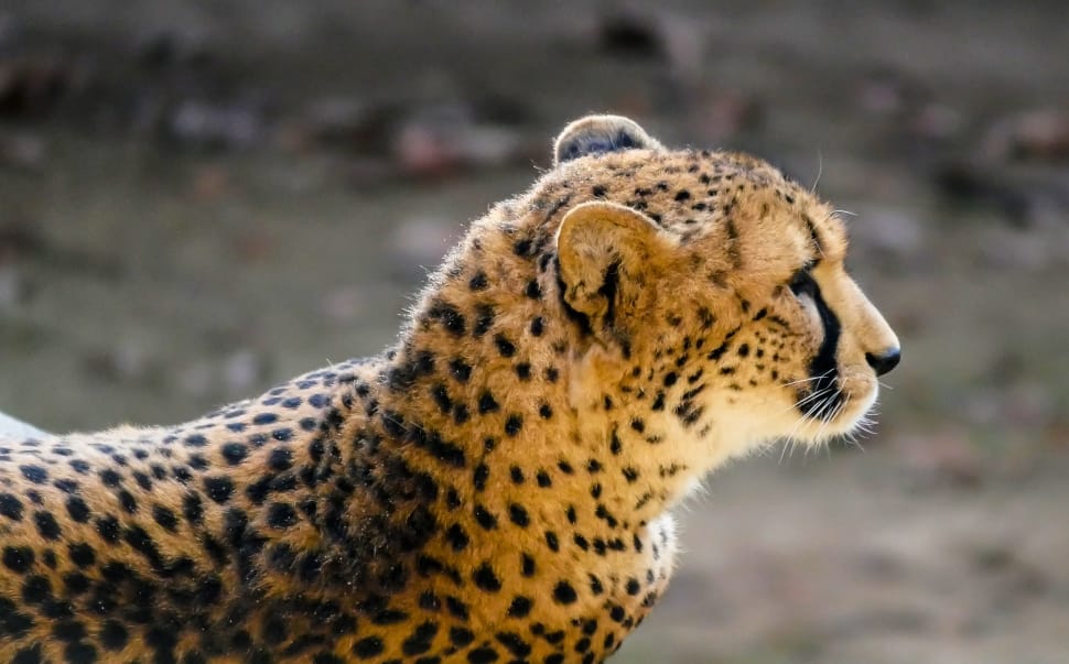 cheetah animal preview