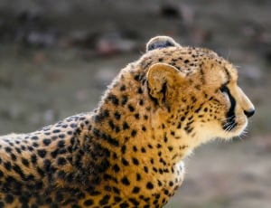 cheetah animal thumbnail