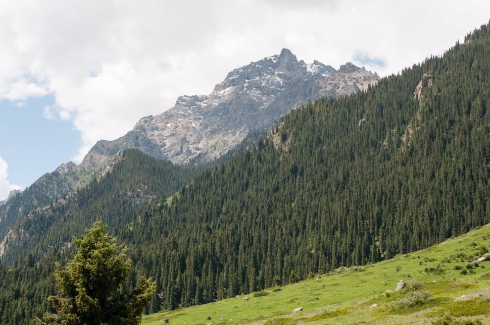 pine trees preview