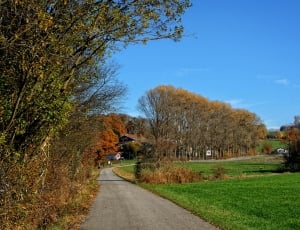Road, Away, Trees, Autumn, Sky, tree, the way forward thumbnail